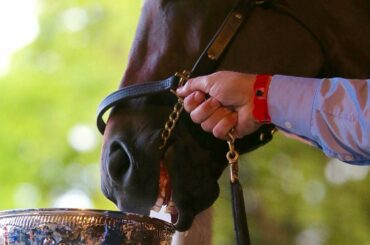 Un peu de chance pour le cheval Nyquist aujourd'hui. #Neighquist #KyDerby #StanleyCup ...