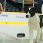 Bienvenue dans la famille, @predspup! # 31NHLDogs (@predsnhl) ...