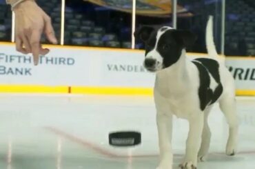 Bienvenue dans la famille, @predspup! # 31NHLDogs (@predsnhl) ...