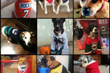 Joyeux #NationalDogDay à tous les #HockeyPets là-bas. Voir plus de chiots à Pin ...